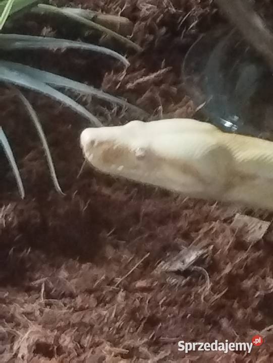 Albinos kahl Gady i płazy Poznań