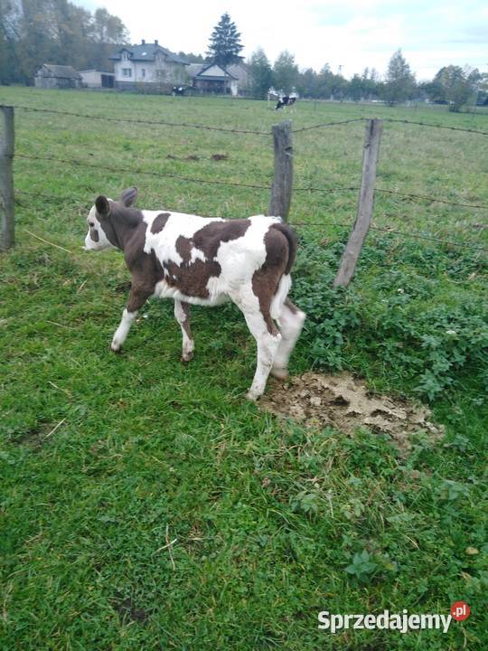 Jałoszka mazowieckie