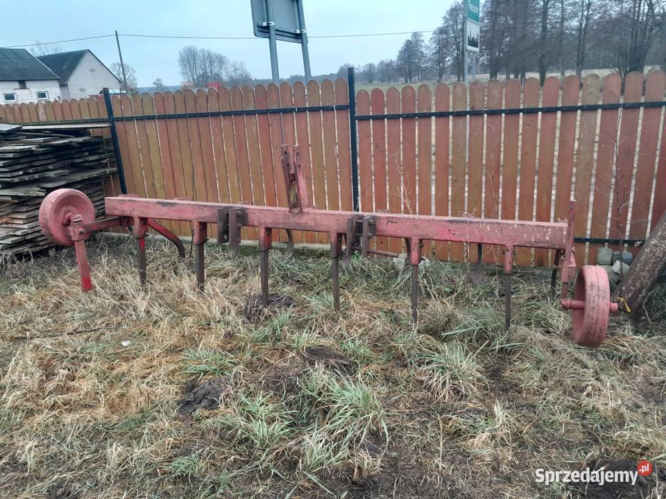 Głębosz nieuszkodzony Głębosze Szczytno