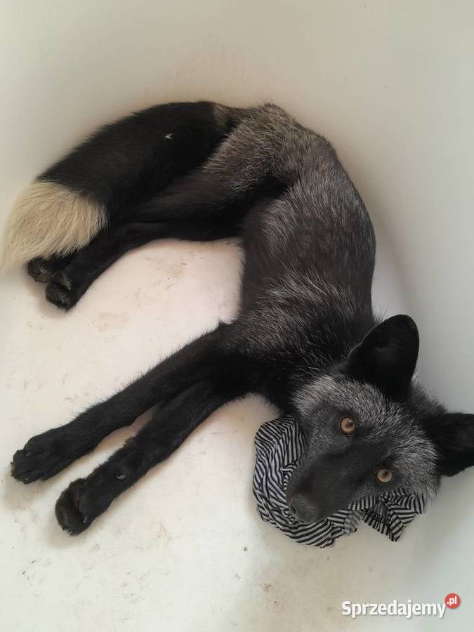 Lis europejski Nisko