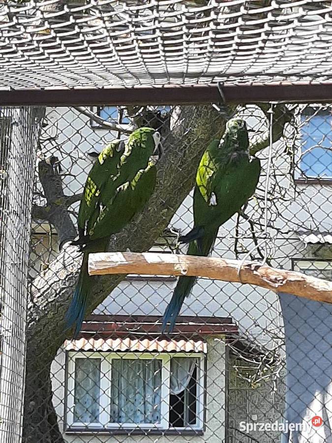 Ary severa para lęgowa Skała