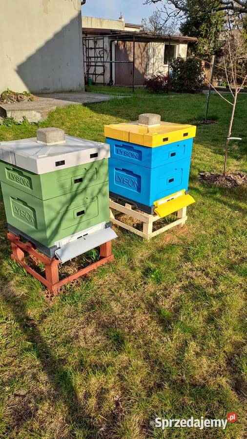 Sprzedam 3 rodziny pszczele z ulami kujawsko-pomorskie Toruń