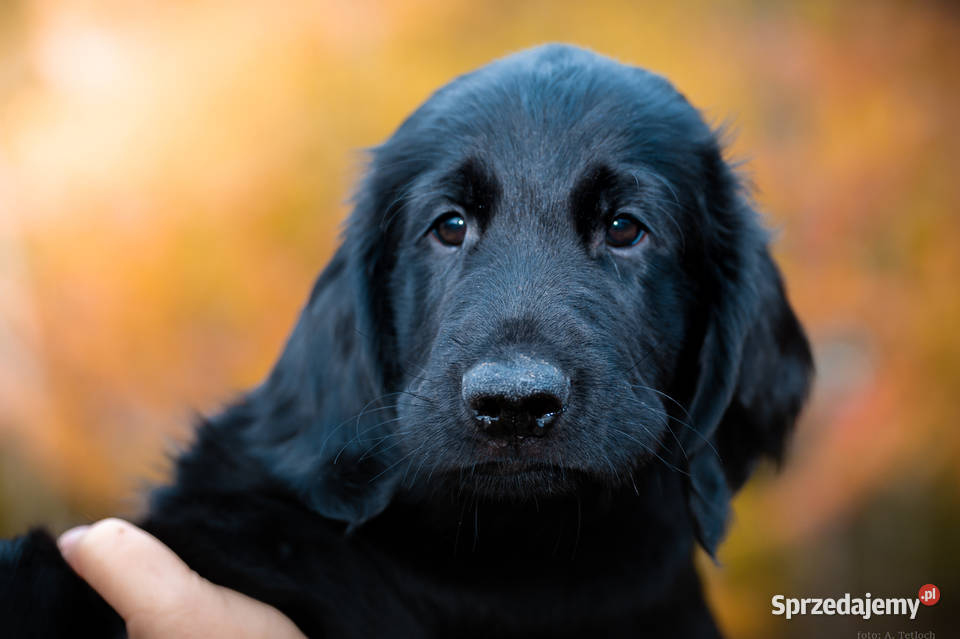 flat coated retriever szczenięta Kowalki