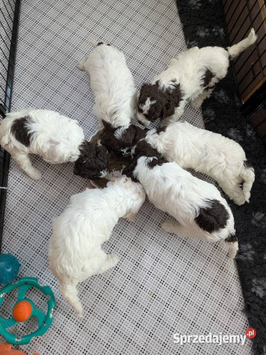 Lagotto Romagnolo szczenięta ZKwPFCI Pozostałe Pasłęk