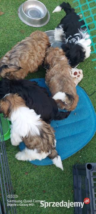 Shih TZU śliczny piesek trikolor Gruszczyn