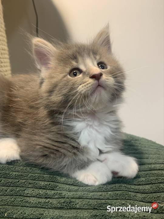 Maine Coon Srebno Biały Pręgowany szarobiały mazowieckie Warszawa