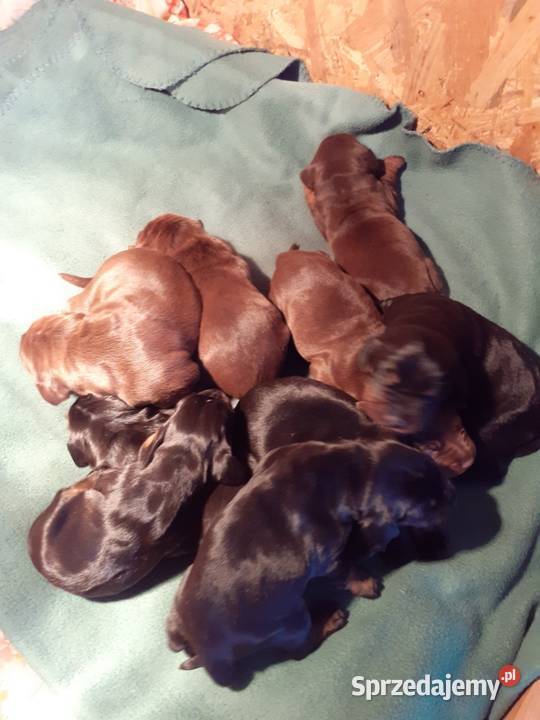 Gończy Polski szczenięta Charzyno