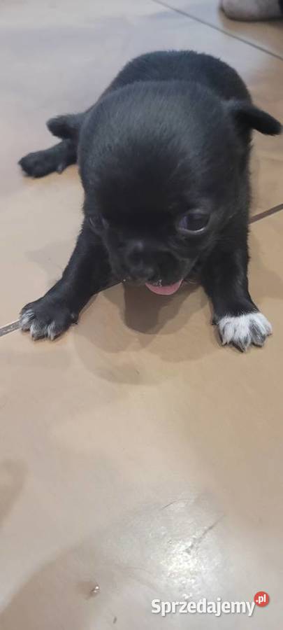 Chihuahua