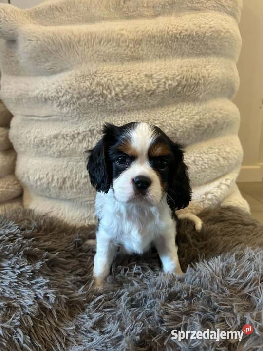Cavalier King Charles Spaniel szczeniaki na
