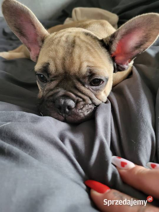 Buldog francuski Buldog Lubin