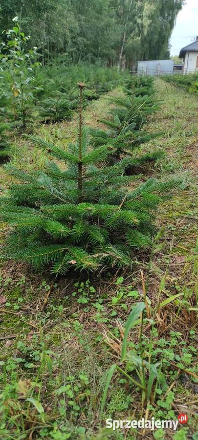 Drzewka iglaste do ogrodu Służewo-Pole