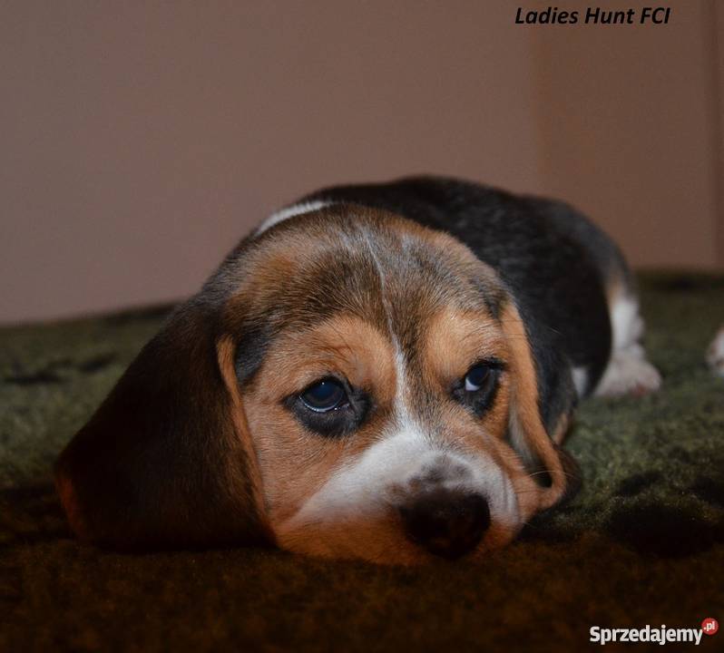 beagle szczenieta na sprzedaż Toruń