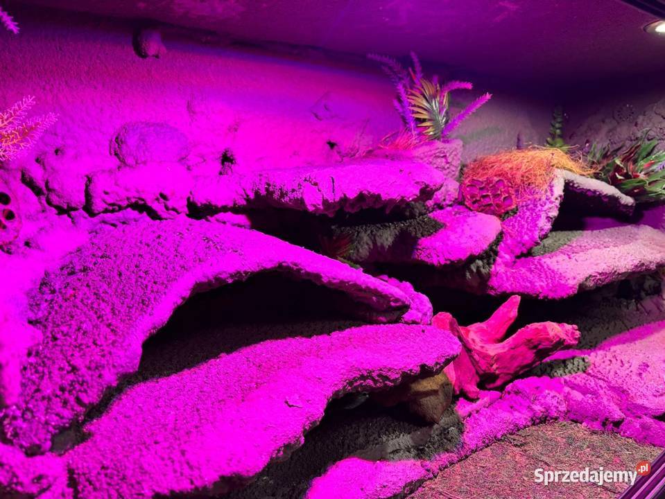 Pyton Królewski ALBINO Duże Terrarium MDF