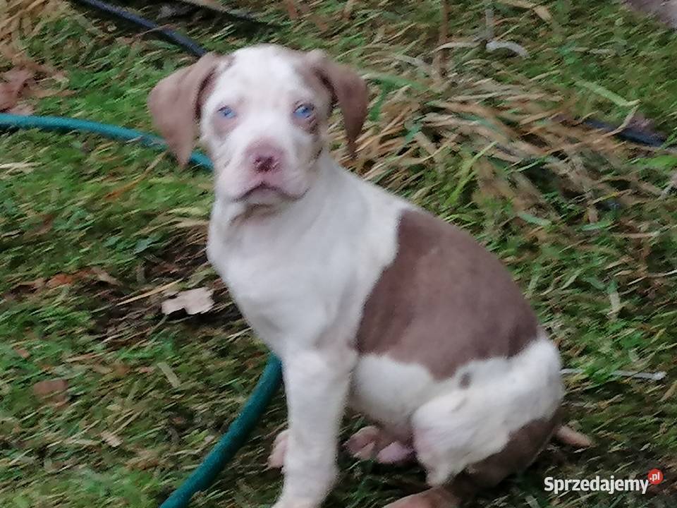 Catahoula Louisjana Leopard Dog szczeniaki zachodniopomorskie
