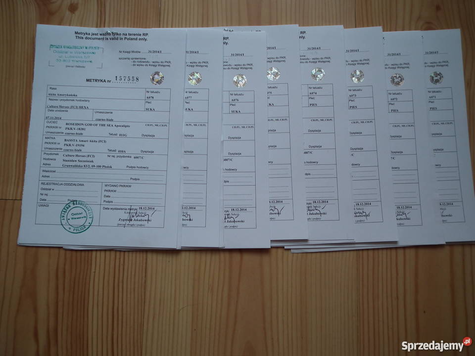 akita amerykańska Płońsk