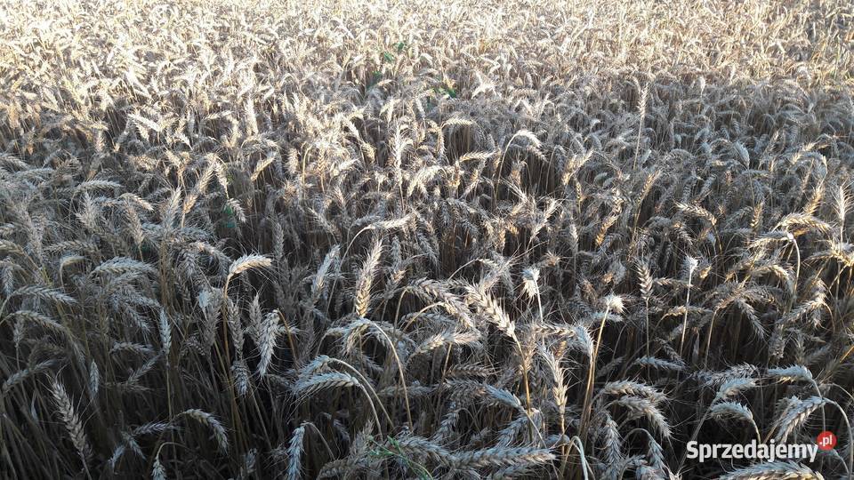 Pszenica jara przewódka centrali nasiennej Olkusz sprzedam
