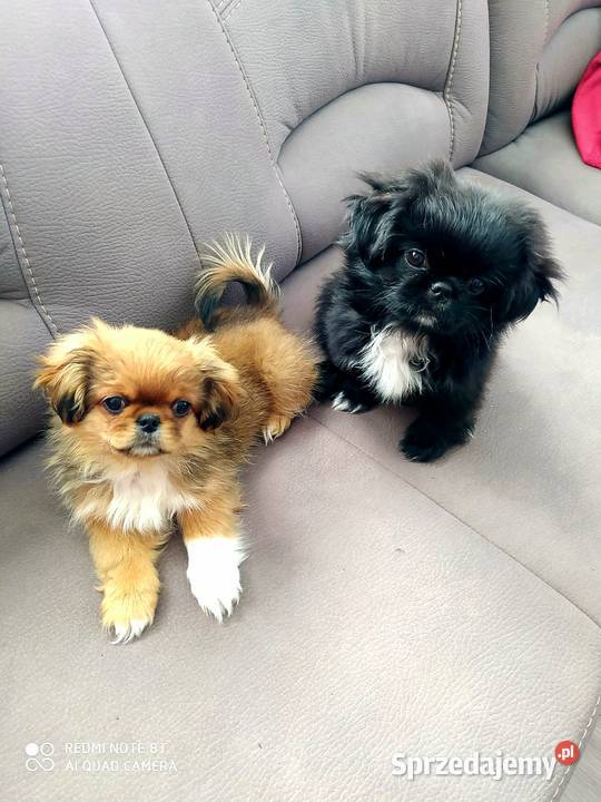 Śliczne pekińczyk lubelskie