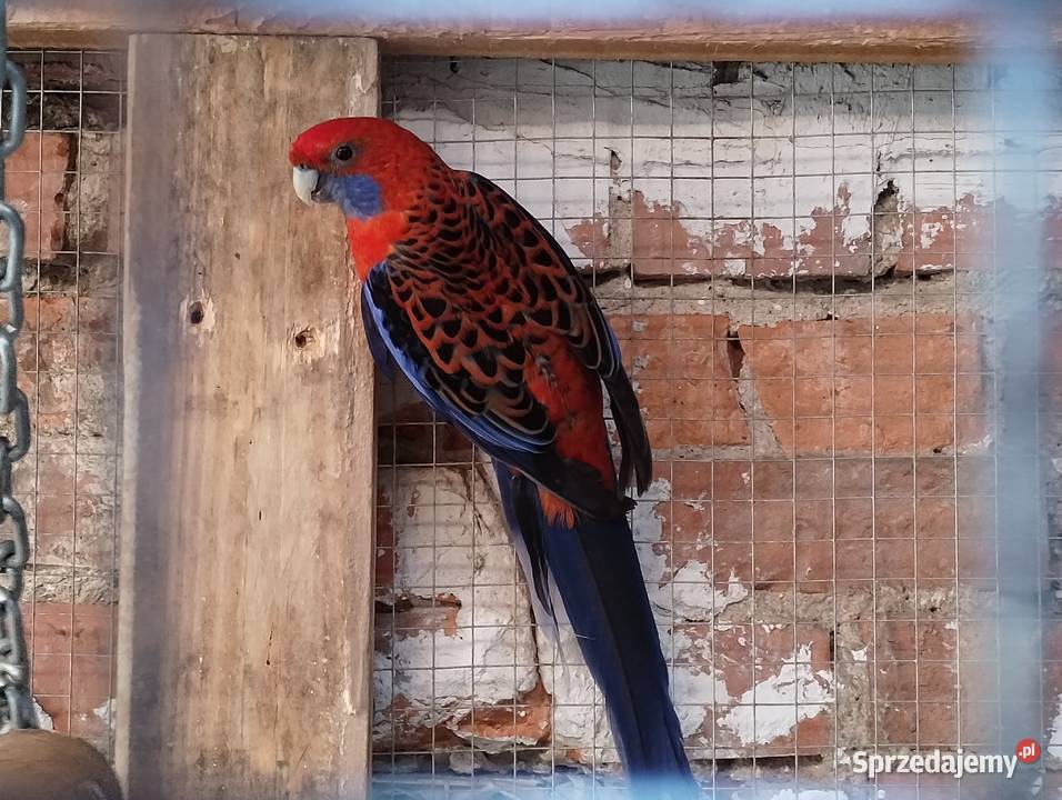 Rozella królewska samiec Lubiechowo