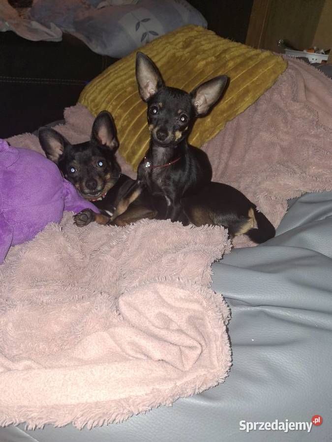 pinczery miniatury Jasło sprzedam