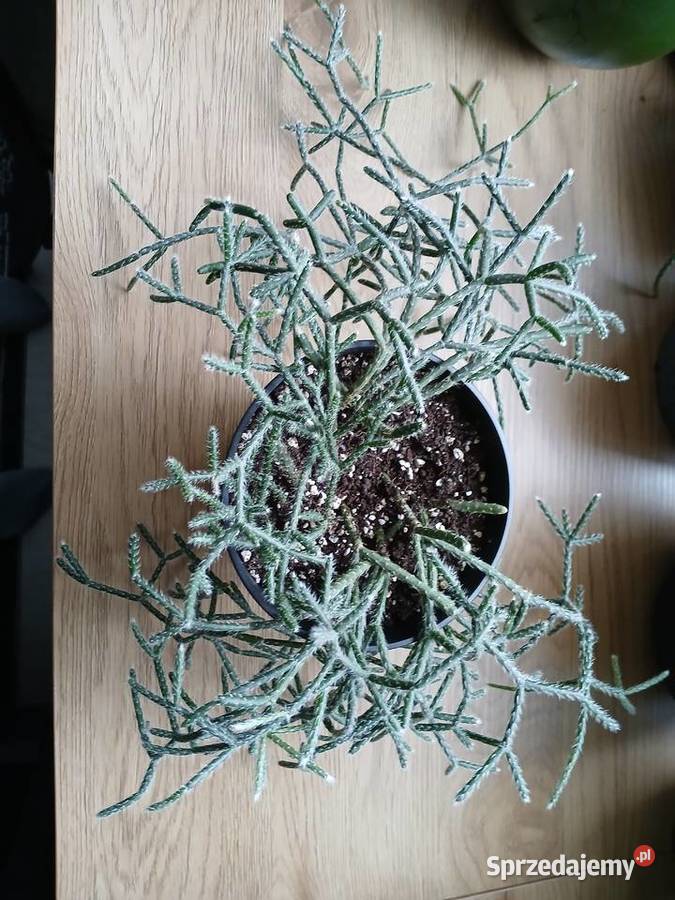 Rhipsalis Pilocarpa patyczak śląskie Częstochowa