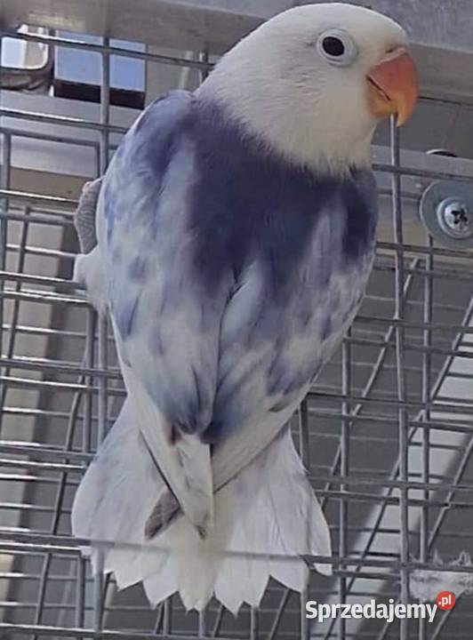 Nierozłączka Fischer młode łatwo się oswajają i Ptaki Poznań sprzedam