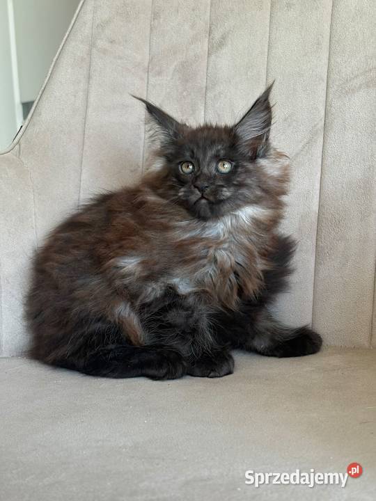 Kotka Maine Coon Nera kujawsko-pomorskie Szembruk