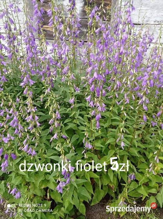Sprzedam sadzonki truskawek kwiatów ogrodowych Radzyń Podlaski