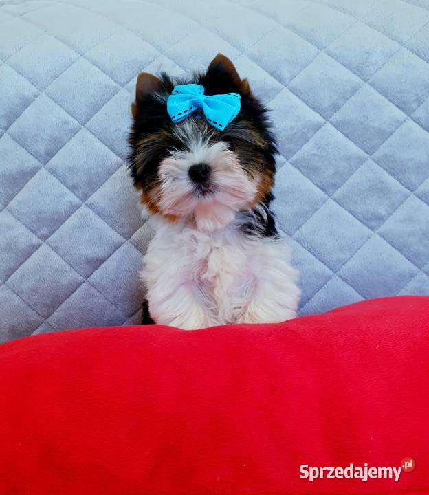 Śliczny maleńki MINI mini piesek Biewer York