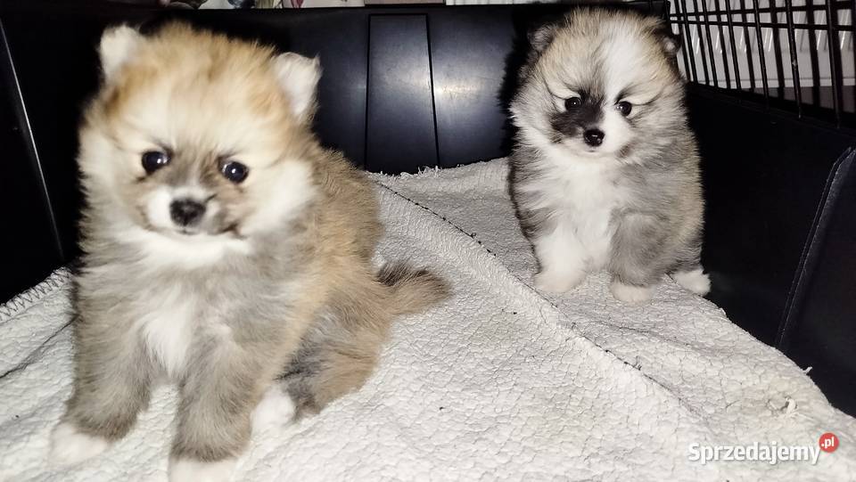 Szpic miniaturowy Bydgoszcz sprzedam