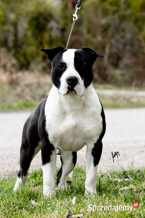 Amstaff ZKWP FCI śliczna suczka śląskie sprzedam