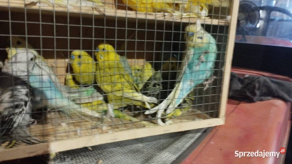 Papugi faliste dorosłe samce