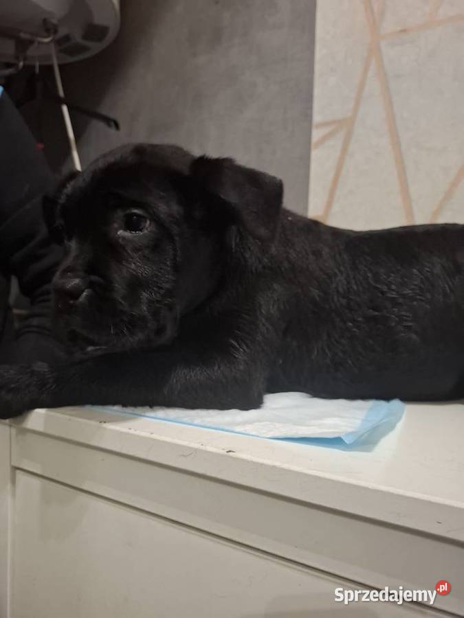 Szczeniaki Cane Corso Radom