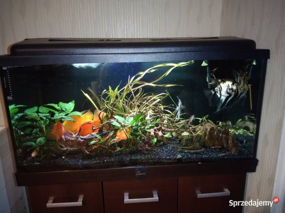 Akwarium 250l z całym osprzętem Ryby Brzeszcze