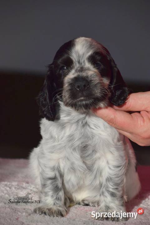 Cocker Spaniel AngielskiPiesek o Imieniu Nowy Sącz
