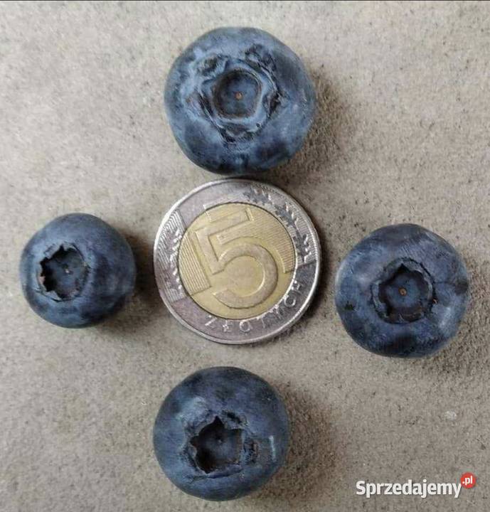 Borówka amerykańska owoce sprzedam
