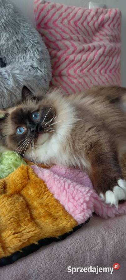 Kotka roczna ragdoll Wrocław