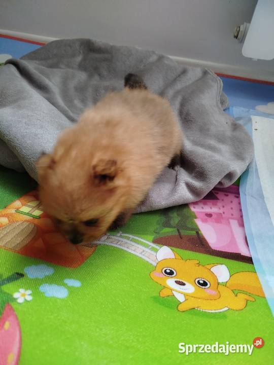 szpic miniaturowy suczka do rezerwacji Skalbmierz