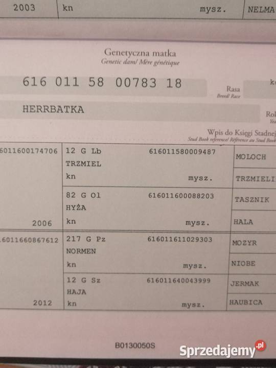 Konik Polski kuc kucyk Konie Grabowiec