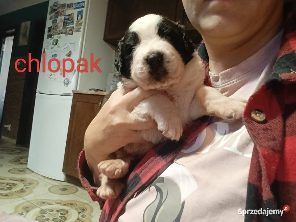 Szczeniaki Bernardyna mazowieckie Przysucha