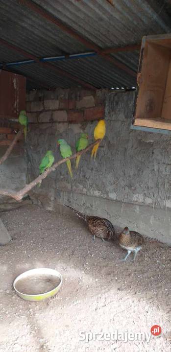 Sprzedam Aleksandrety 2025 świętokrzyskie Pińczów