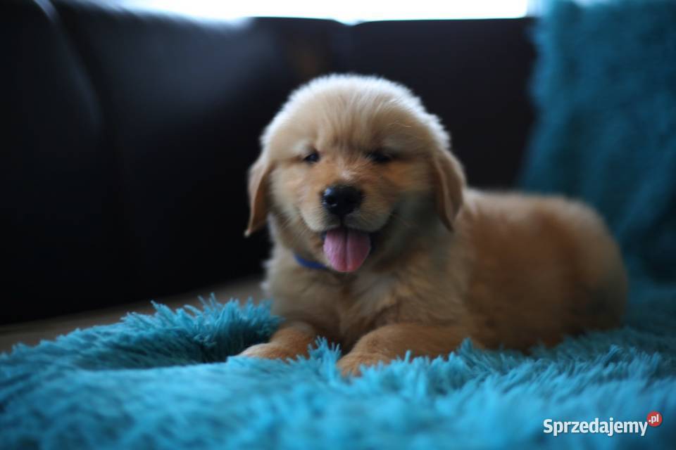 GOLDEN RETRIEVERzłote championach typ Wrocław