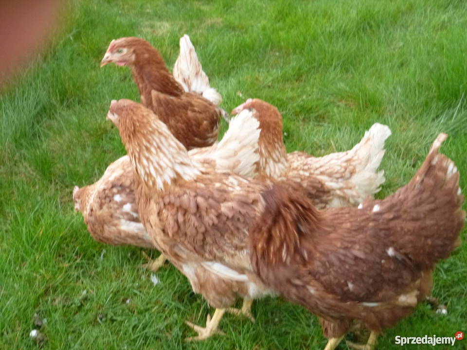 kury towarowe i ogólnoużytkowe Grodzisk Wielkopolski