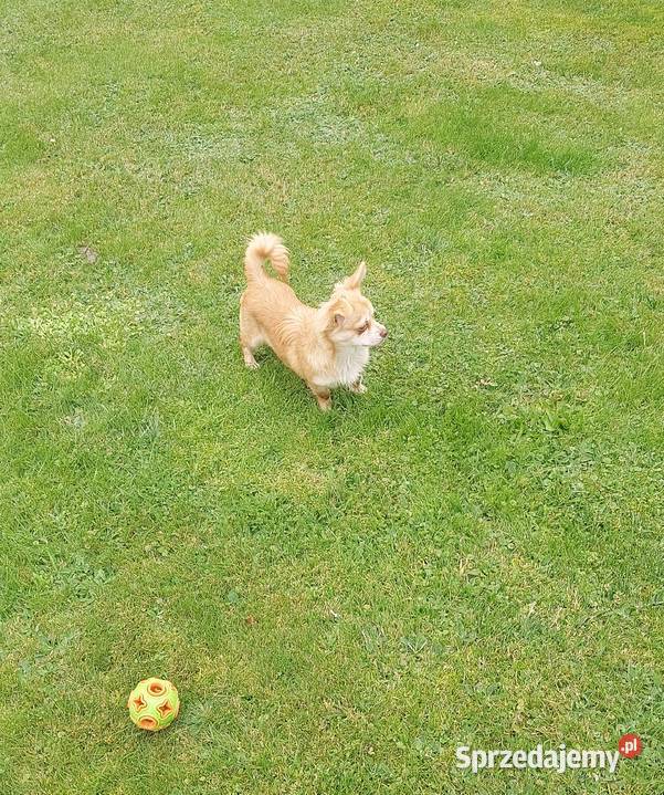 Chihuahua długowłosa szczeniaki Tarnów