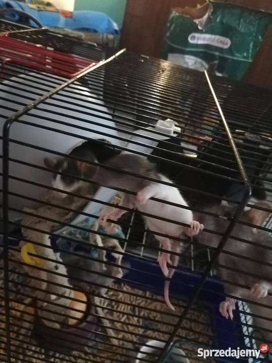 Szczury Szczurki świętokrzyskie Kielce