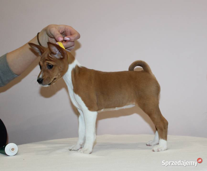 Szczenięta Basenji FCI Piotrków Kujawski