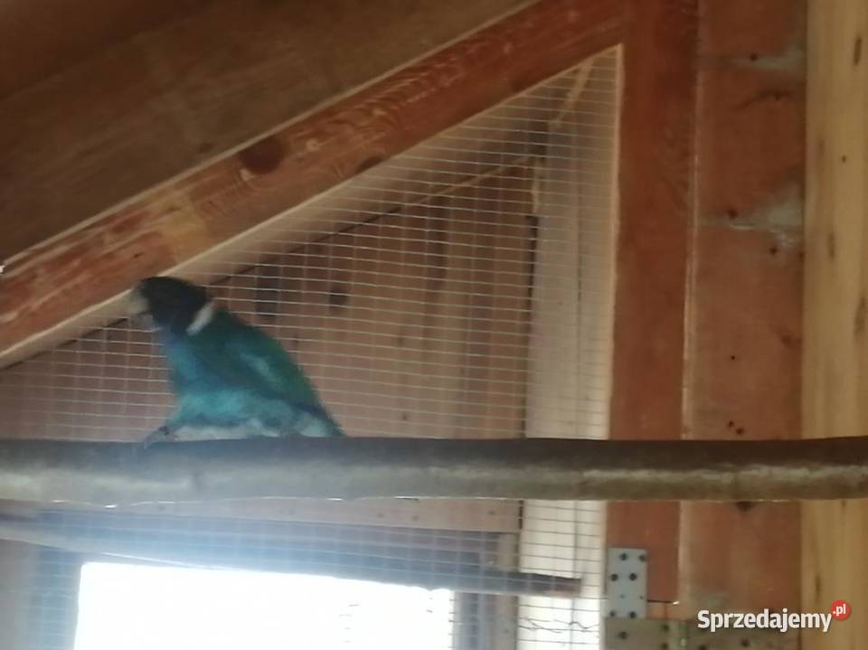 Sprzedam samca papugi Kragena Brzyście