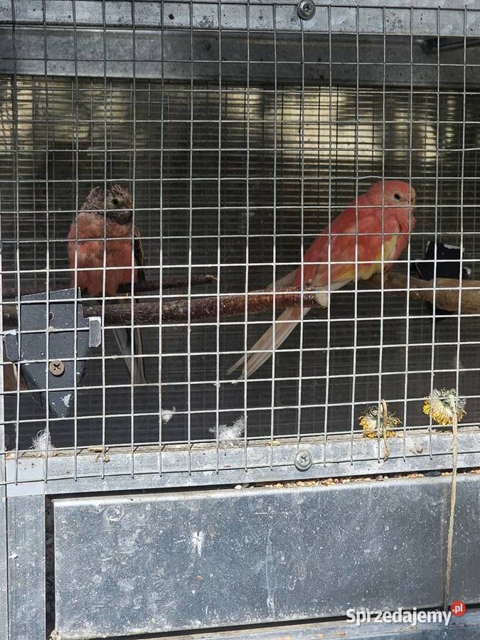 Wolieraklatka 3 pary papug Godów
