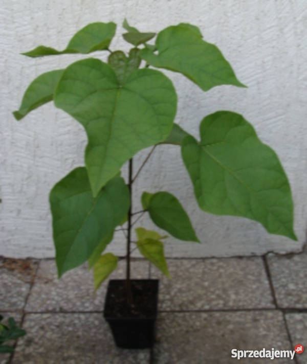 SURMIA WIELOKWIATOWA Katalpa sadzonki PROMOCJA