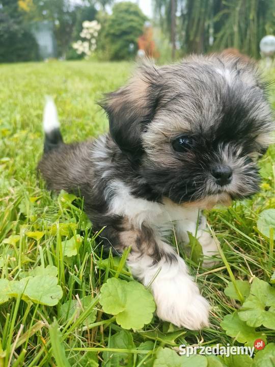 Suczka shih tzu gotowa do zamiany domu Łążyn