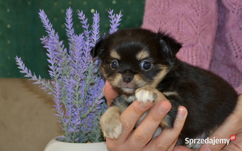 CHIHUAHUA PIĘKNE SUNIE TRICOLOR Warszawa